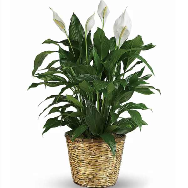 Tall peace lily plant with white blooms in a woven basket planter