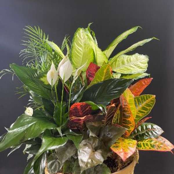 Tropical foliage arrangement with white peace lilies in a basket