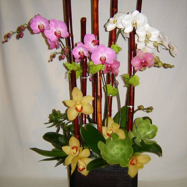Orchid arrangement in a black square container with bamboo stakes