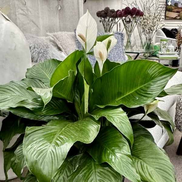 Large peace lily plant in a black pot with white blooms