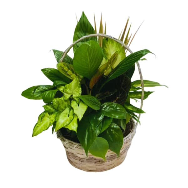 Basket of assorted green houseplants with a handle