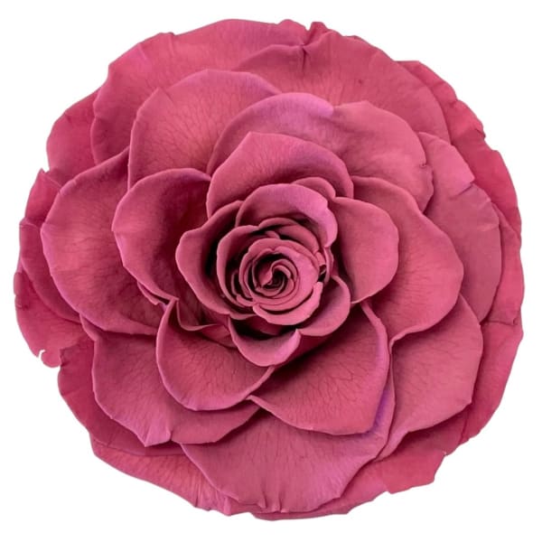 Close-up of a single pink rose bloom on a white background