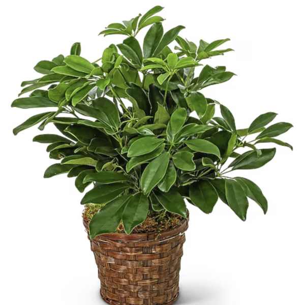 Schefflera Plant