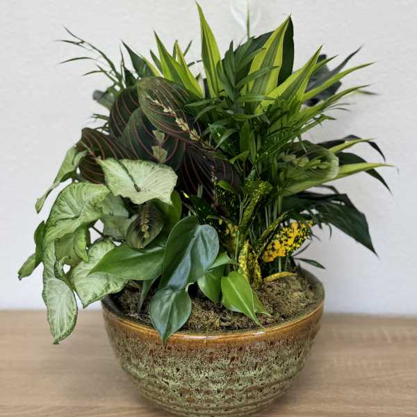 Mixed potted foliage arrangement in a ceramic bowl