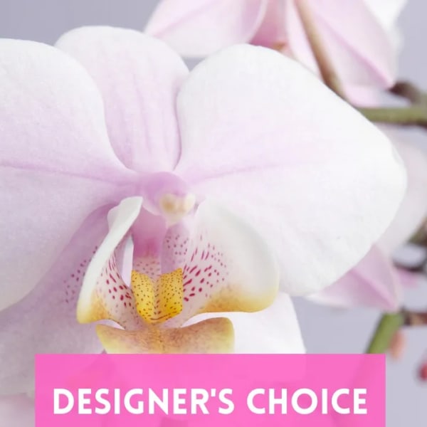 Close-up of pale pink orchid blooms with a designer's choice label