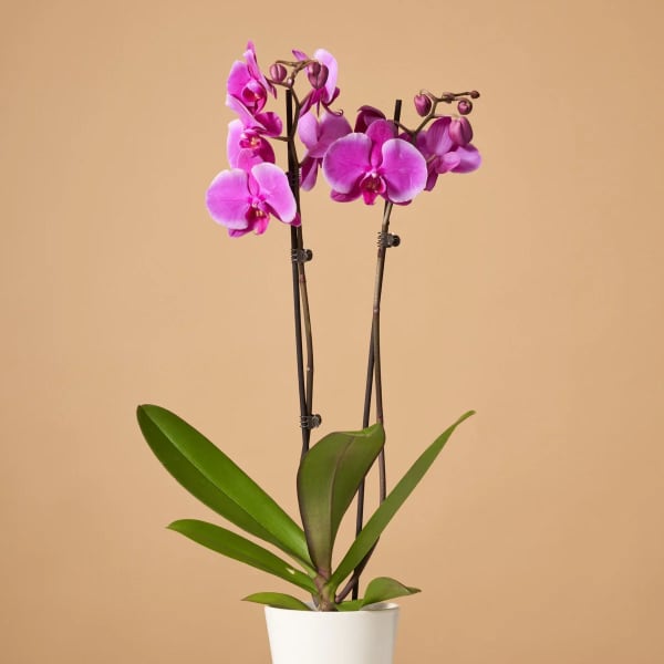 Potted orchid with bright pink blooms in a white pot
