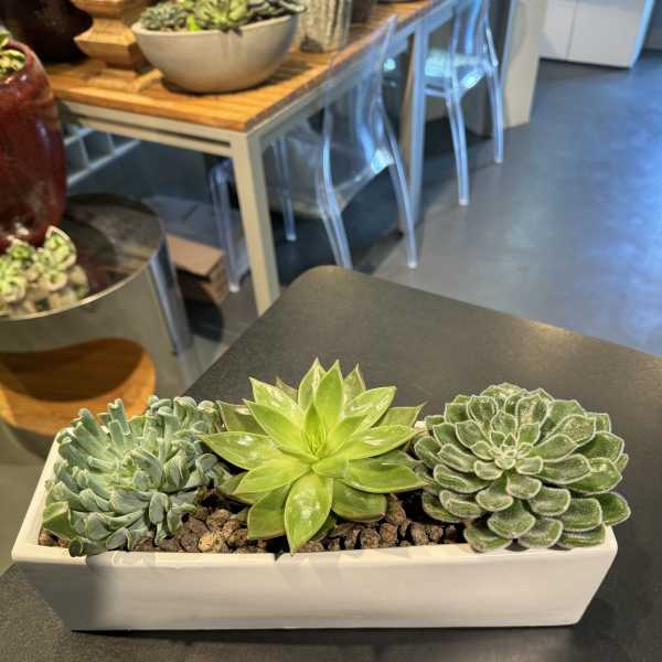 Rectangular planter with three succulent rosettes on a tabletop