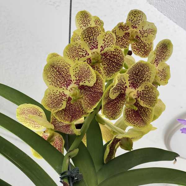Yellow orchids with red speckles on a green-leafed plant against a light indoor ceiling.