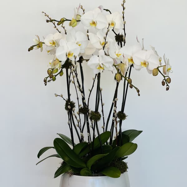 White orchid arrangement in a white bowl planter