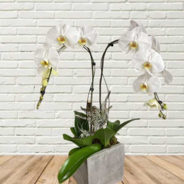 White orchid arrangement in a gray square planter