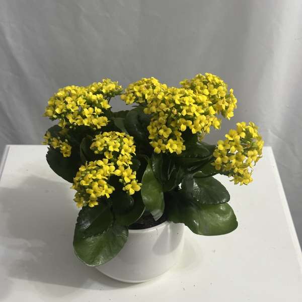 Blooming Kalanchoe Plant