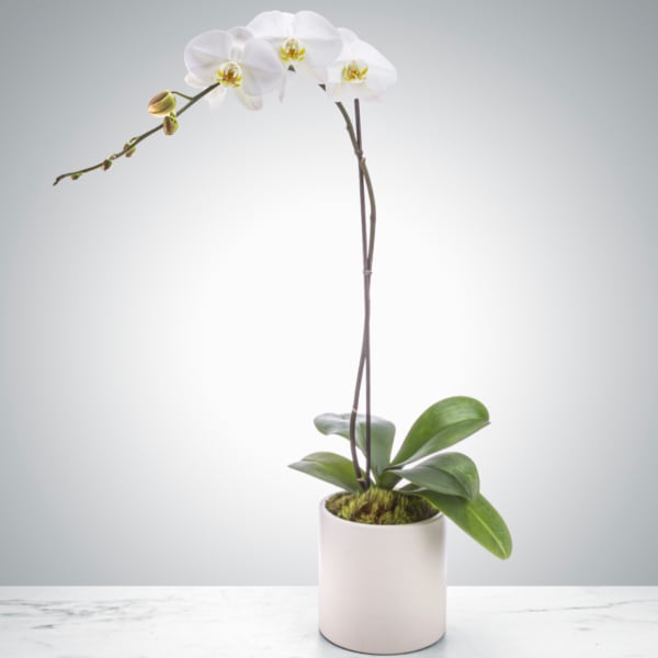 White Phalaenopsis Orchid