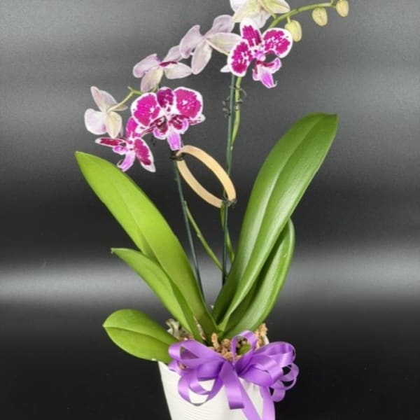 Potted orchid with pink and white blooms and a purple ribbon