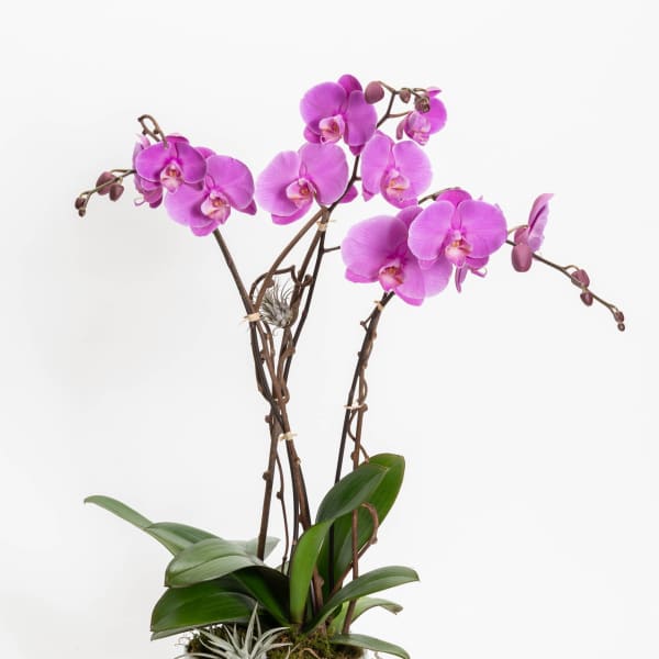 Pink orchids in a white pot with broad green leaves
