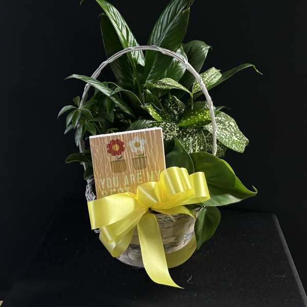Basket of green houseplants with a yellow ribbon and greeting card