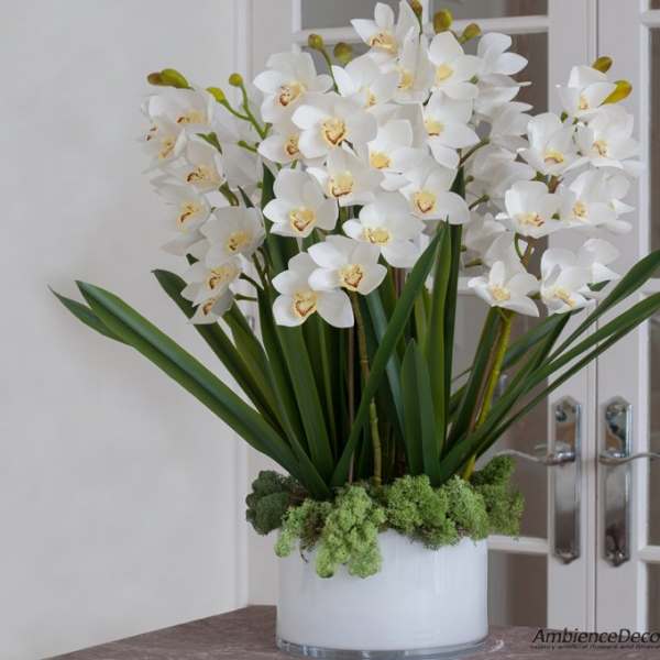White orchid arrangement in a white pot with green foliage