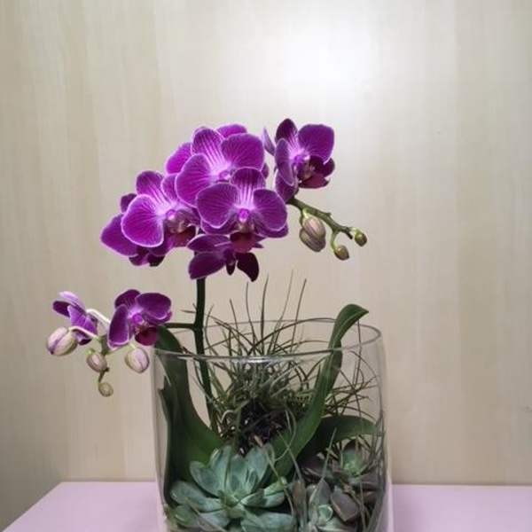 Purple orchids arranged in a clear glass vase with succulents and stones