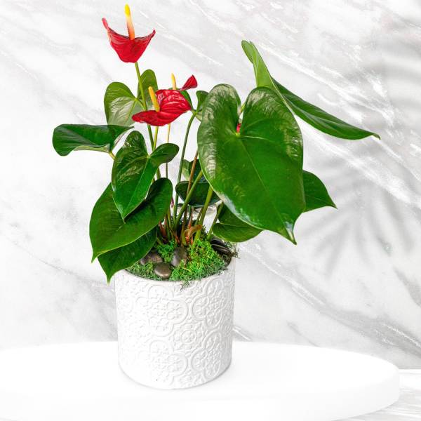 Potted anthurium plant with red blooms in a white decorative container