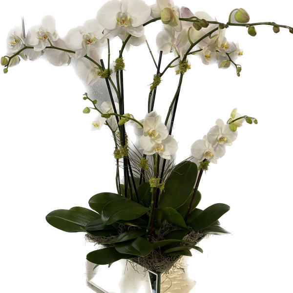 Mirror box white splendor