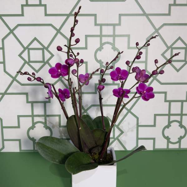 Purple orchid plant in a white square pot