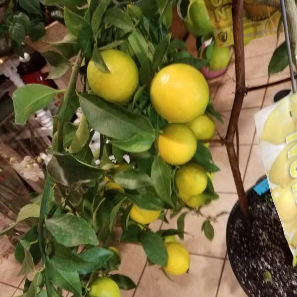 Meyer lemon. from Roma Florist