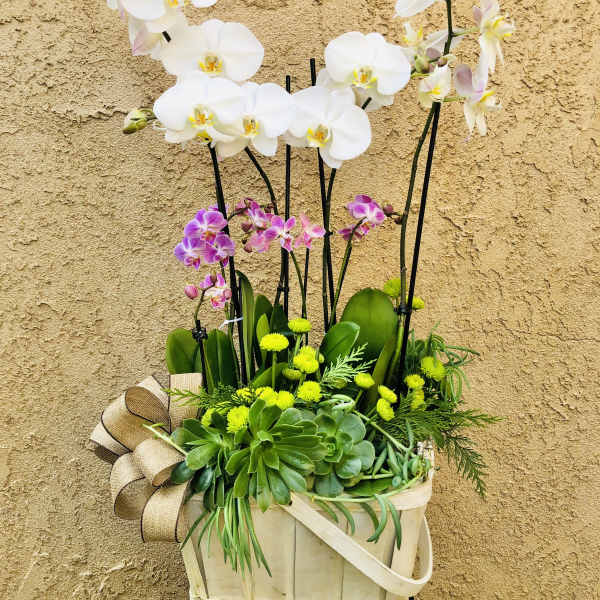 Orchid arrangement in a basket with white and pink blooms
