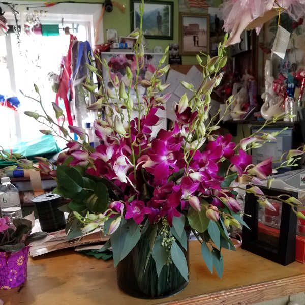 Dendrobium orchids