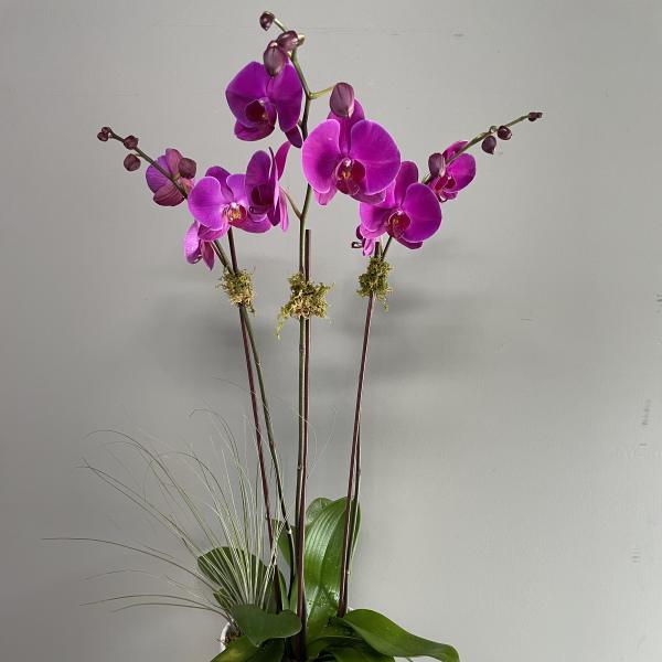 Triple Purple Orchids