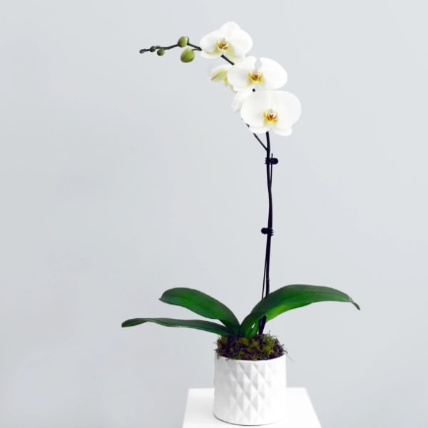 White orchid plant in a textured white pot