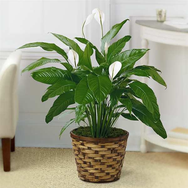 Potted peace lily with white blooms in a woven basket planter
