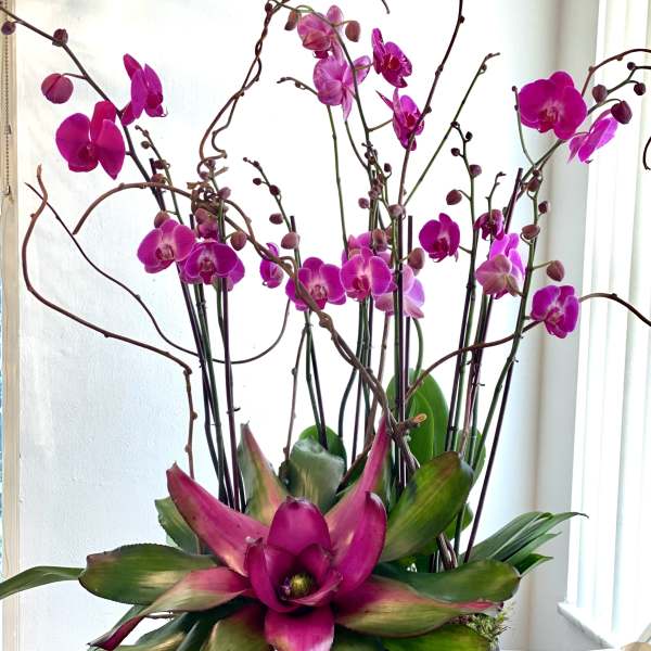 Tall arrangement of magenta orchids in a woven basket