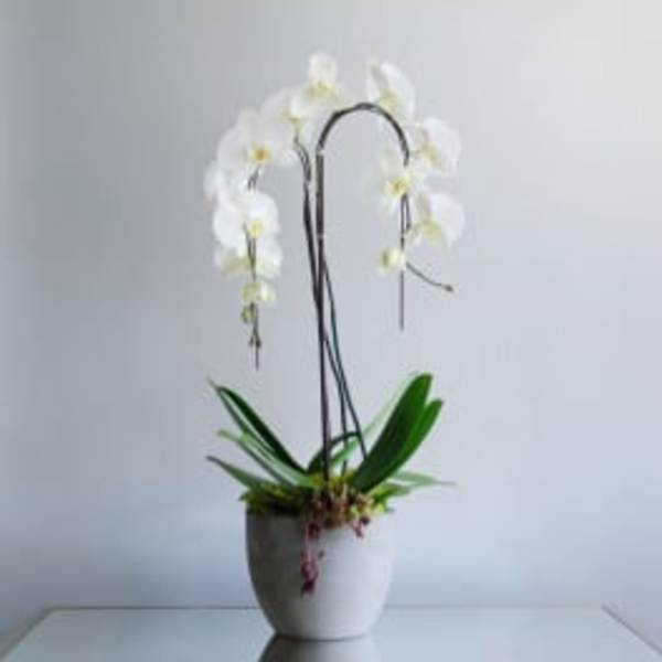 Simply-Orchids