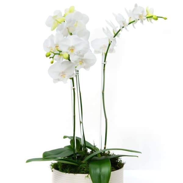 White phalaenopsis orchid plant with two tall blooming stems in a low white ceramic pot