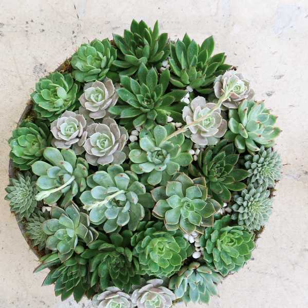 Round succulent arrangement with assorted green rosettes