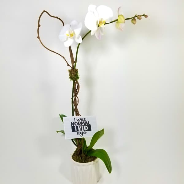 White orchid plant in a white pot with a small sign