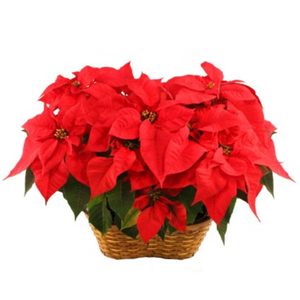 Red poinsettia plant with many blooms arranged in a woven basket