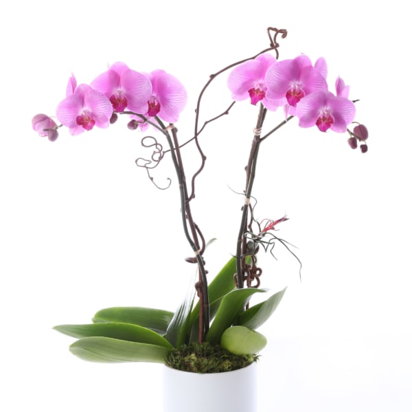 Pink orchid plant in a white pot