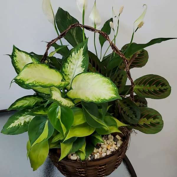 Basket arrangement of white peace lilies and variegated green foliage