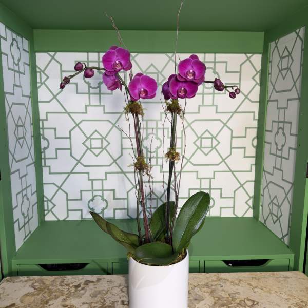 Purple orchids in a white pot with broad green leaves
