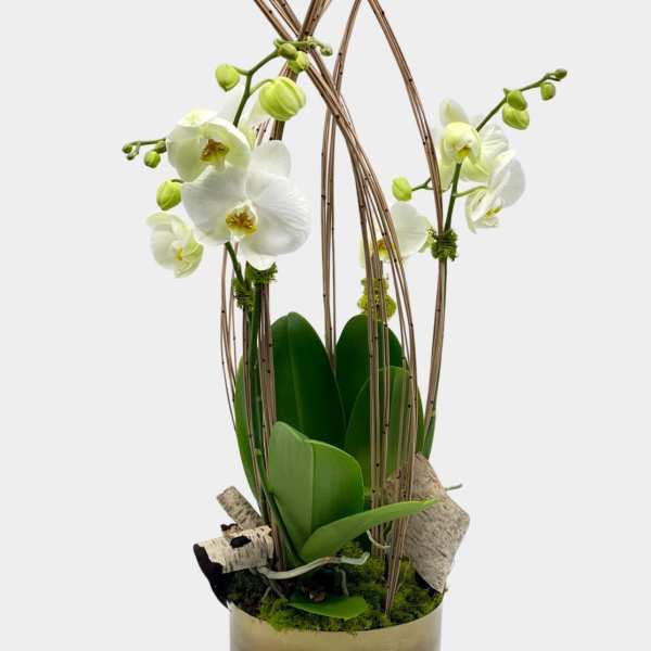 White orchids in a gold cylindrical container with tall decorative sticks
