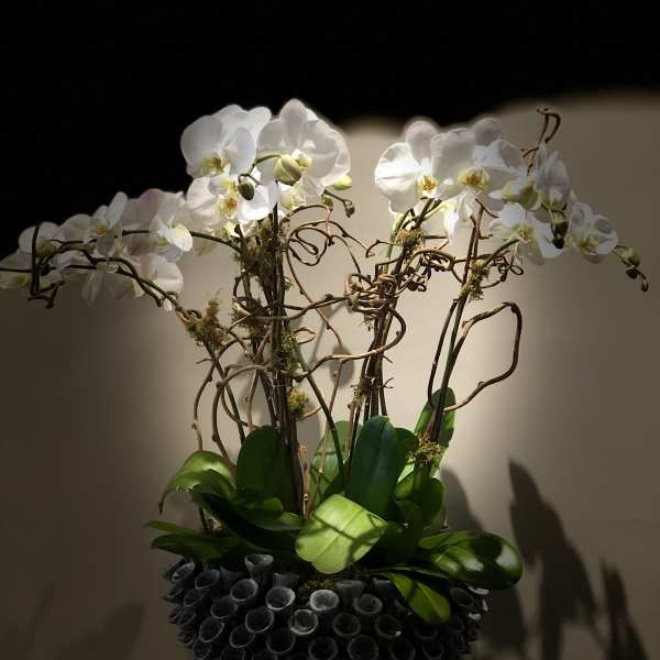 White orchids in a dark textured vase with glossy green leaves
