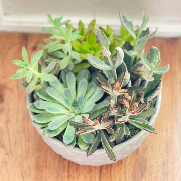 Potted succulent arrangement in a white ceramic bowl