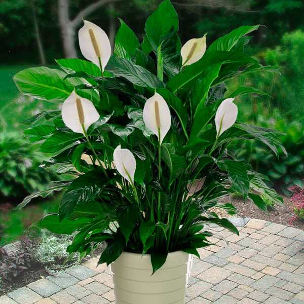 Peace Lily with Top Dressing, Saint Augustine