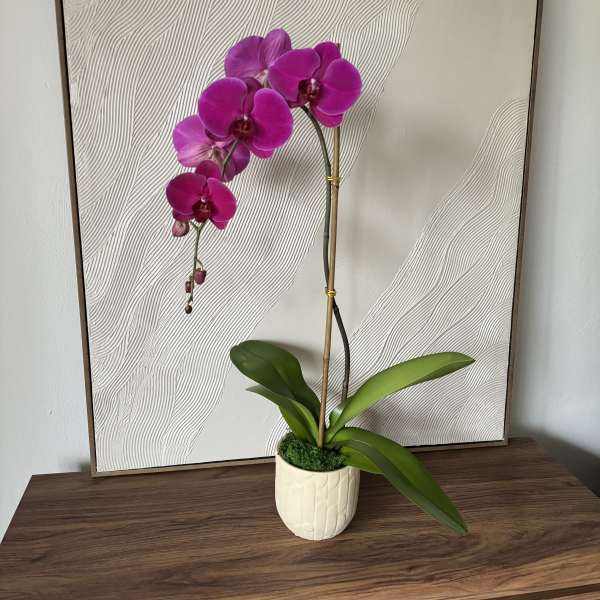 Potted purple orchid with broad green leaves in a white ceramic pot