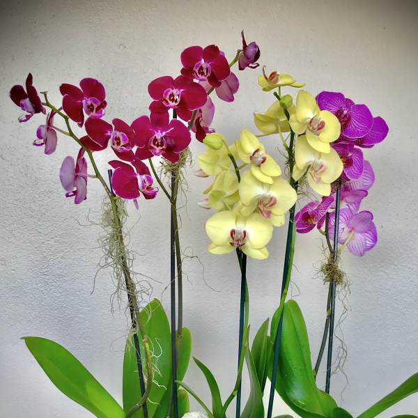 Potted orchids with magenta, yellow, and purple blooms in a white planter