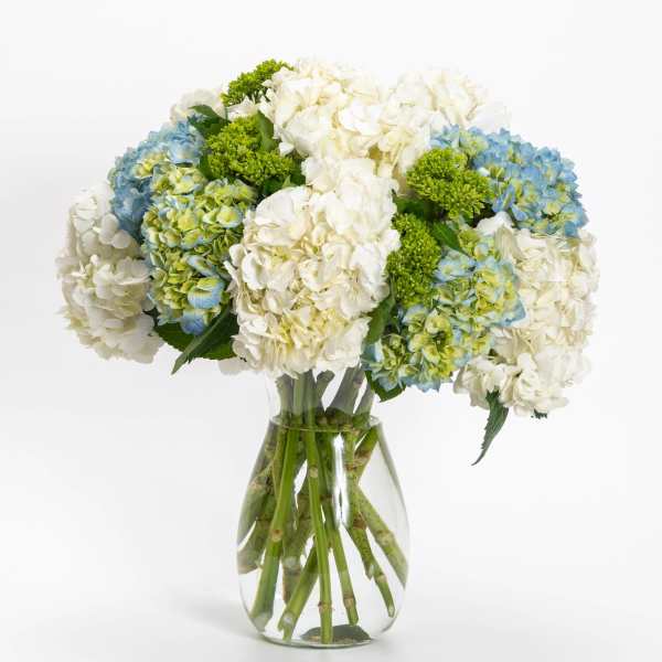 Blue and white hydrangea bouquet in a clear glass vase