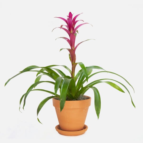 Potted bromeliad with pink flower spike in a terracotta pot