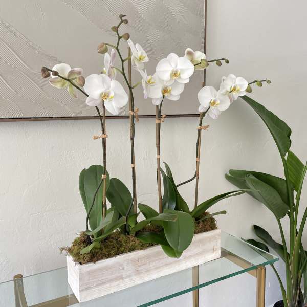White orchids arranged in a rectangular planter with moss