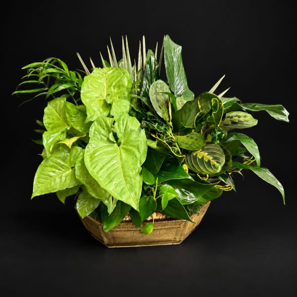 Tropical green plant arrangement in a gold container
