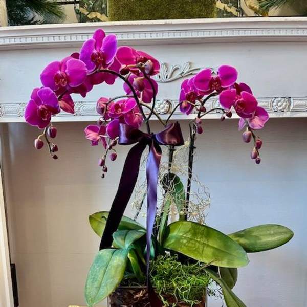 Pink orchid plant in a square glass container with a purple ribbon